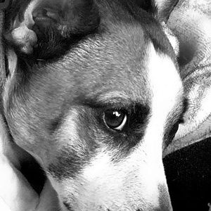 Meet your Posher, Daphne